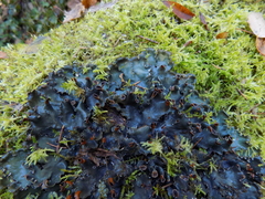 Peltigera polydactylon