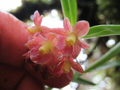 Epidendrum oxysepalum