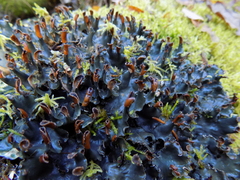 Peltigera polydactylon