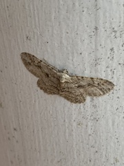 Anavitrinella pampinaria