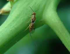 Megastigmus aculeatus