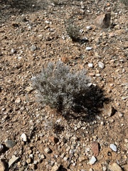 Dasyochloa pulchella