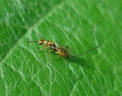 Megastigmus aculeatus
