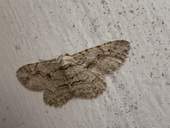 Anavitrinella pampinaria