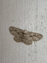 Anavitrinella pampinaria