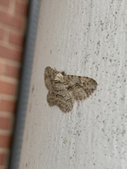 Anavitrinella pampinaria