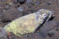 Brachysomophis crocodilinus