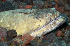 Brachysomophis crocodilinus
