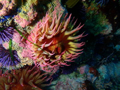 Cribrinopsis albopunctata