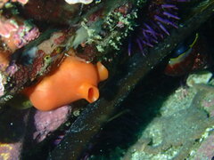 Cnemidocarpa finmarkiensis