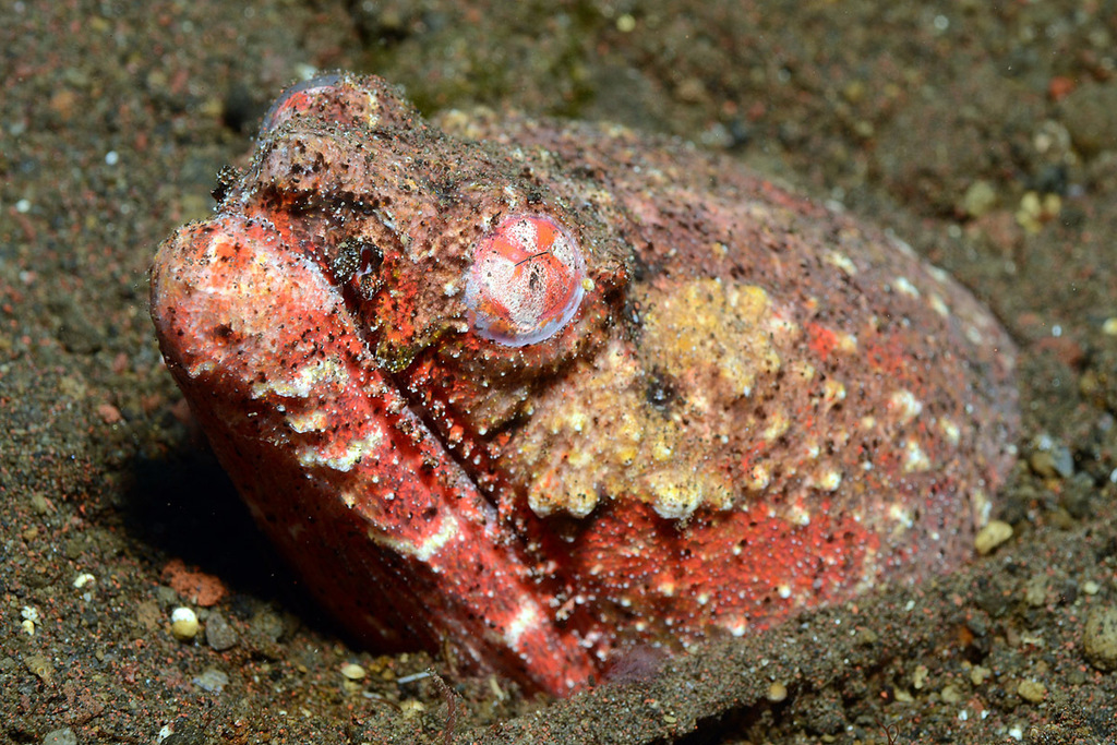 Crocodile Snake Eel from Melasti, near Tulamben, Kubu, Karangasem ...