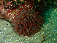 Urticina mcpeaki