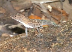 Anolis polylepis