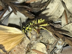 Vespula sulphurea