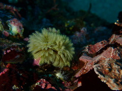 Eudistylia polymorpha