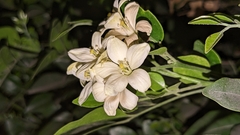 Murraya paniculata