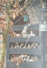 Aegithalos caudatus caudatus