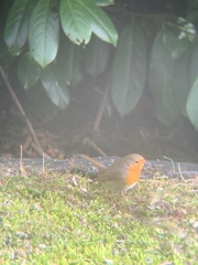 Erithacus rubecula rubecula