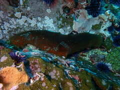 Apostichopus parvimensis