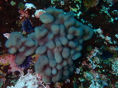 Eudistoma purpuropunctatum