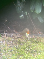 Erithacus rubecula rubecula
