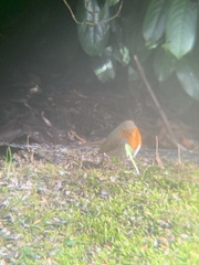 Erithacus rubecula rubecula