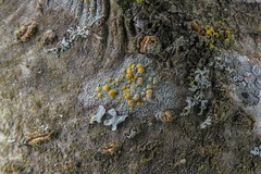 Lecanora symmicta