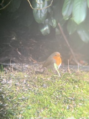 Erithacus rubecula rubecula