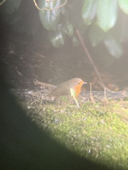 Erithacus rubecula rubecula