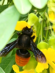 Gronoceras cinctum
