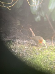 Erithacus rubecula rubecula