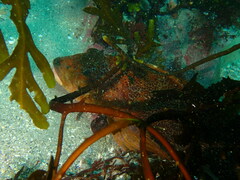 Hexagrammos decagrammus