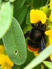 Gronoceras cinctum