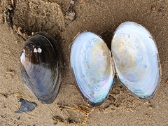 Utterbackiana implicata