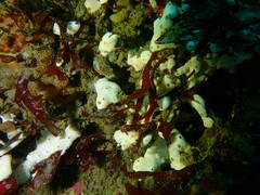 Didemnum carnulentum