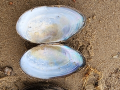 Utterbackiana implicata