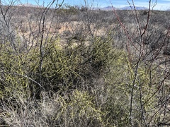 Koeberlinia spinosa