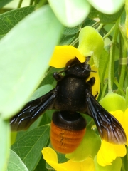 Gronoceras cinctum