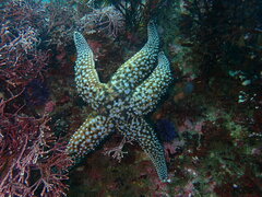 Pisaster giganteus