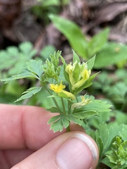Corydalis flavula