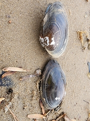 Utterbackiana implicata