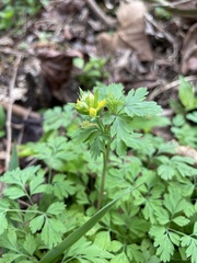 Corydalis flavula