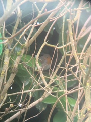 Erithacus rubecula rubecula