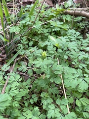 Corydalis flavula