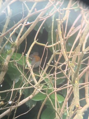Erithacus rubecula rubecula
