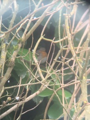 Erithacus rubecula rubecula