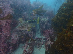 Sebastes serranoides