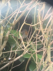 Erithacus rubecula rubecula