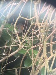 Erithacus rubecula rubecula