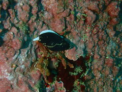 Atrimitra idae